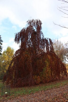 Fagus sylvatica 'Pendula' - buk lesní - podzimní habitus (24)